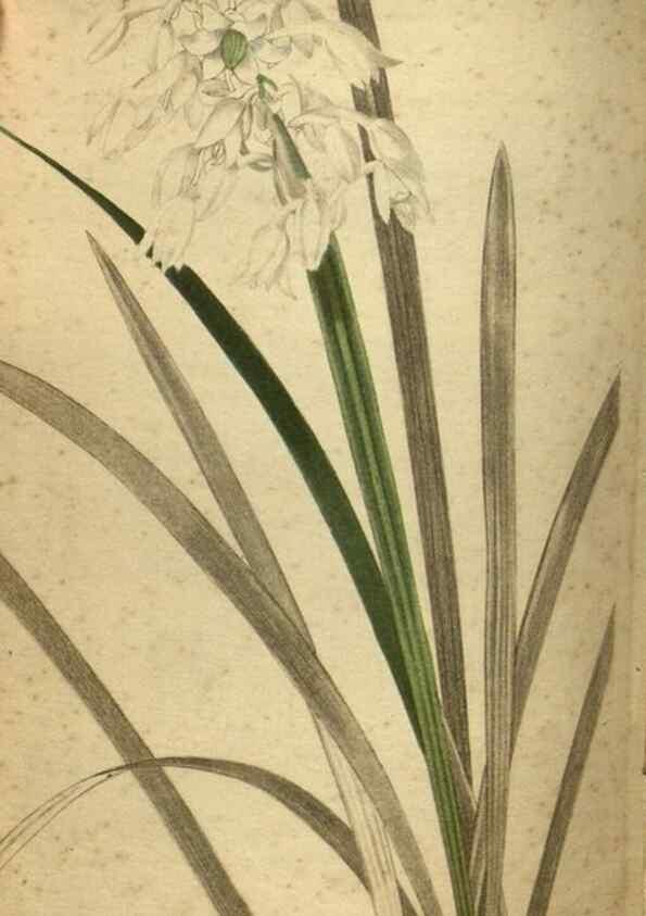 Reproducción/Reproduction 48787662587: The botanical cabinet. London :John & Arthur Arch ...,1817-1833.. 