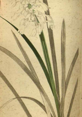 Reproducción/Reproduction 48787662587: The botanical cabinet. London :John & Arthur Arch ...,1817-1833.. 