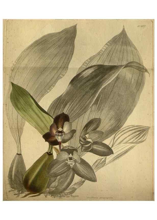 Reproducción/Reproduction 48787509151: The botanical cabinet. London :John & Arthur Arch ...,1817-1833.. 