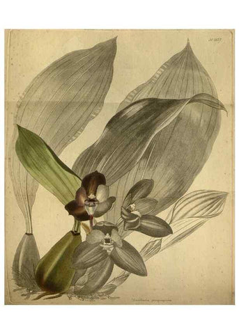 Reproducción/Reproduction 48787509151: The botanical cabinet. London :John & Arthur Arch ...,1817-1833.. 