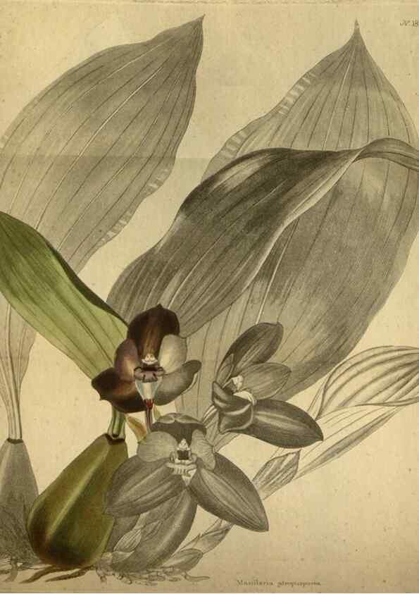 Reproducción/Reproduction 48787509151: The botanical cabinet. London :John & Arthur Arch ...,1817-1833.. 
