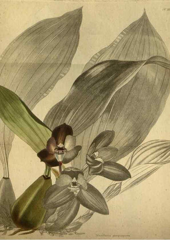 Reproducción/Reproduction 48787509151: The botanical cabinet. London :John & Arthur Arch ...,1817-1833.. 