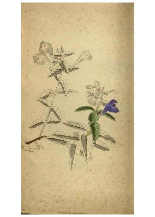 Reproducción/Reproduction 48787663072: The botanical cabinet. London :John & Arthur Arch ...,1817-1833.. 