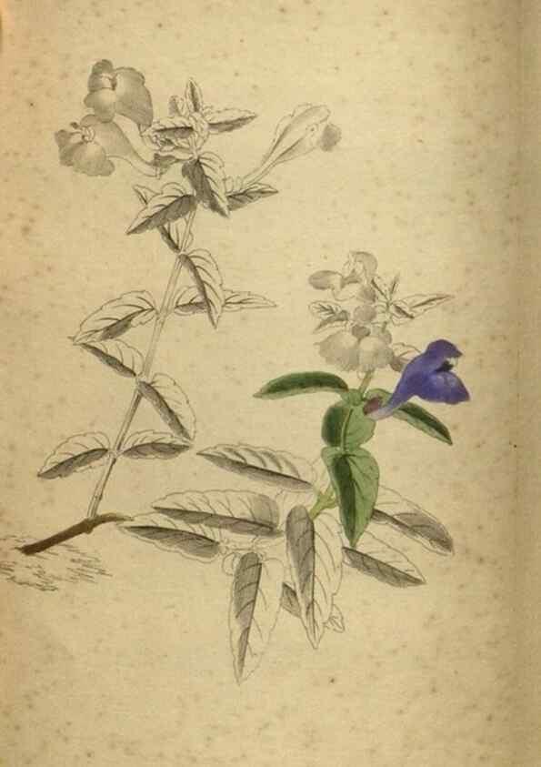 Reproducción/Reproduction 48787663072: The botanical cabinet. London :John & Arthur Arch ...,1817-1833.. 