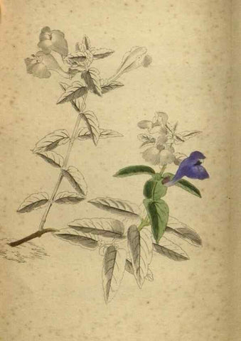 Reproducción/Reproduction 48787663072: The botanical cabinet. London :John & Arthur Arch ...,1817-1833.. 