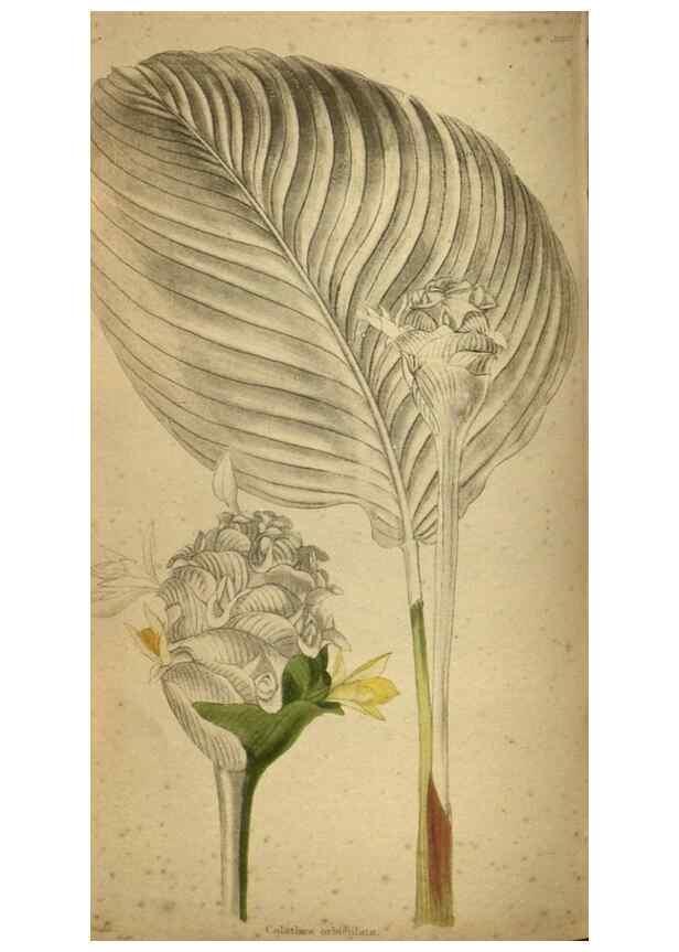 Reproducción/Reproduction 48787663332: The botanical cabinet. London :John & Arthur Arch ...,1817-1833.. 