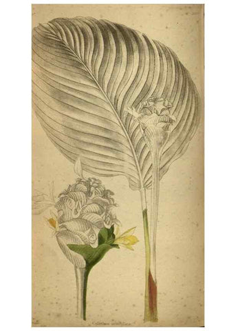 Reproducción/Reproduction 48787663332: The botanical cabinet. London :John & Arthur Arch ...,1817-1833.. 