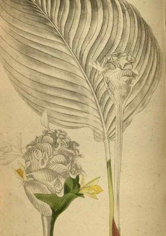 Reproducción/Reproduction 48787663332: The botanical cabinet. London :John & Arthur Arch ...,1817-1833.. 