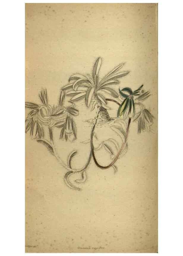 Reproducción/Reproduction 48787510056: The botanical cabinet. London :John & Arthur Arch ...,1817-1833.. 