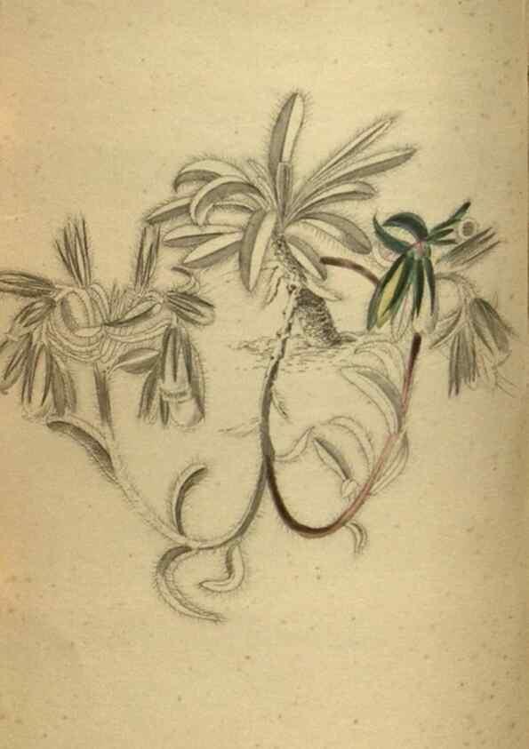 Reproducción/Reproduction 48787510056: The botanical cabinet. London :John & Arthur Arch ...,1817-1833.. 