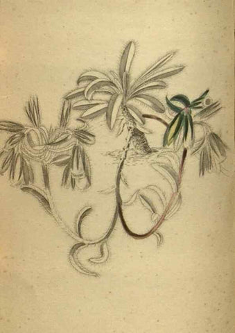 Reproducción/Reproduction 48787510056: The botanical cabinet. London :John & Arthur Arch ...,1817-1833.. 