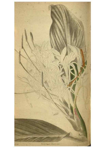 Reproducción/Reproduction 48787663827: The botanical cabinet. London :John & Arthur Arch ...,1817-1833.. 