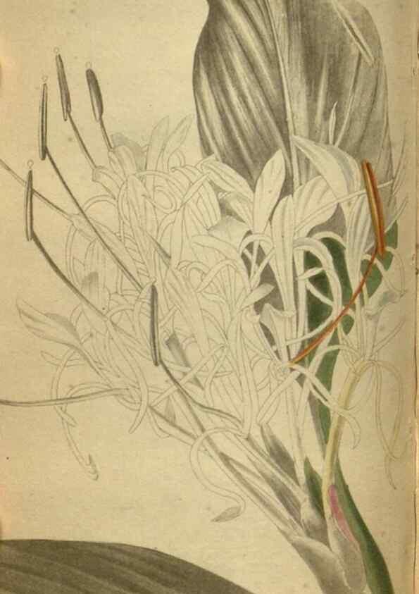 Reproducción/Reproduction 48787663827: The botanical cabinet. London :John & Arthur Arch ...,1817-1833.. 