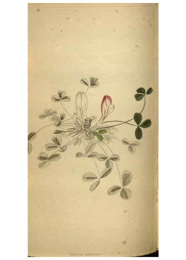 Reproducción/Reproduction 48787150533: The botanical cabinet. London :John & Arthur Arch ...,1817-1833.. 