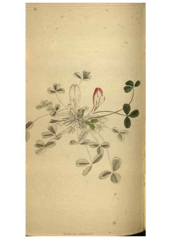 Reproducción/Reproduction 48787150533: The botanical cabinet. London :John & Arthur Arch ...,1817-1833.. 