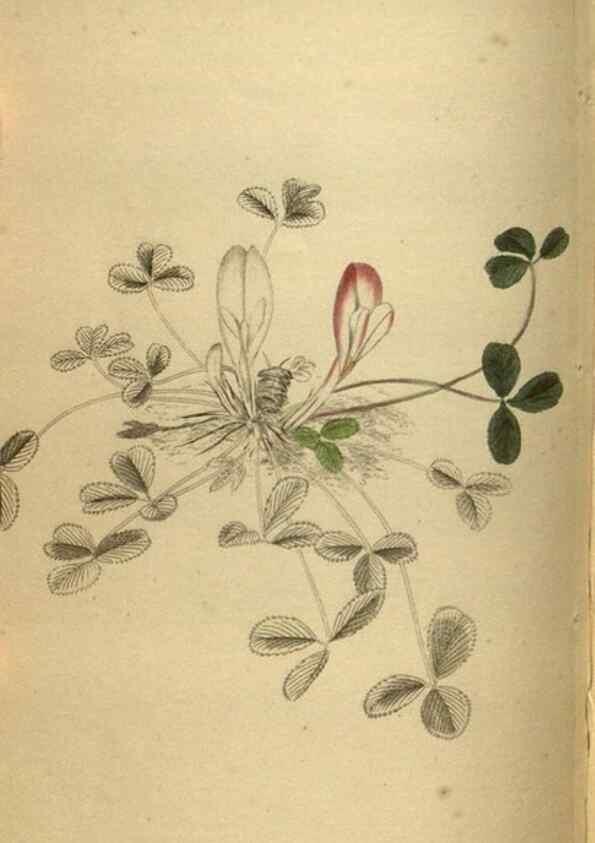 Reproducción/Reproduction 48787150533: The botanical cabinet. London :John & Arthur Arch ...,1817-1833.. 