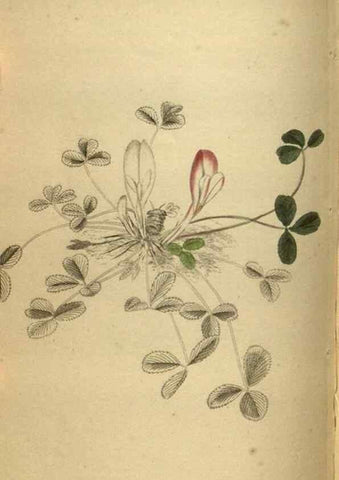 Reproducción/Reproduction 48787150533: The botanical cabinet. London :John & Arthur Arch ...,1817-1833.. 
