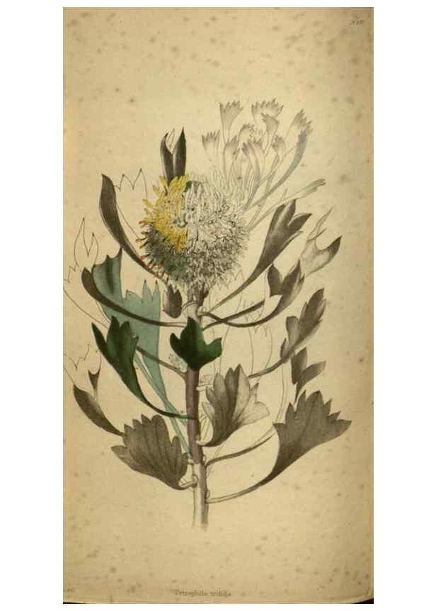 Reproducción/Reproduction 48787150728: The botanical cabinet. London :John & Arthur Arch ...,1817-1833.. 