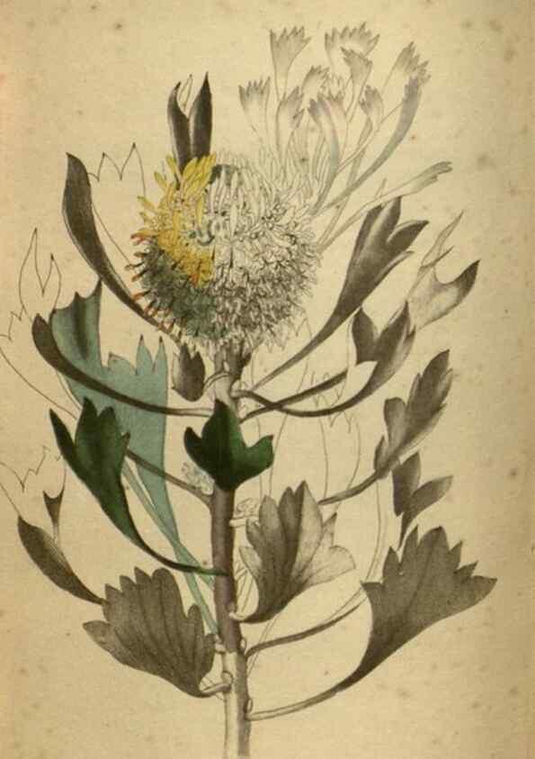 Reproducción/Reproduction 48787150728: The botanical cabinet. London :John & Arthur Arch ...,1817-1833.. 