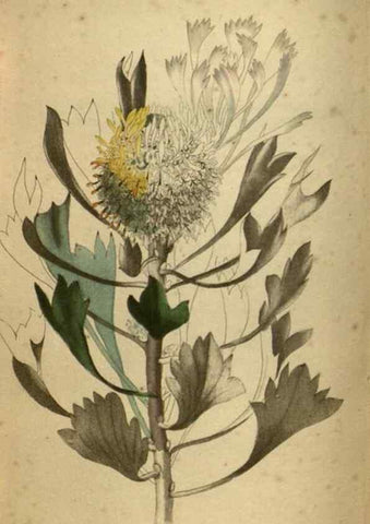 Reproducción/Reproduction 48787150728: The botanical cabinet. London :John & Arthur Arch ...,1817-1833.. 