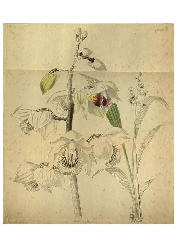 Reproducción/Reproduction 48787150968: The botanical cabinet. London :John & Arthur Arch ...,1817-1833.. 