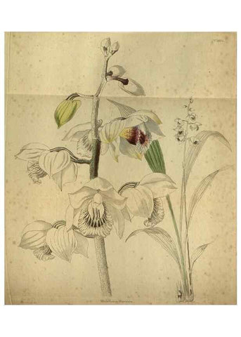 Reproducción/Reproduction 48787150968: The botanical cabinet. London :John & Arthur Arch ...,1817-1833.. 