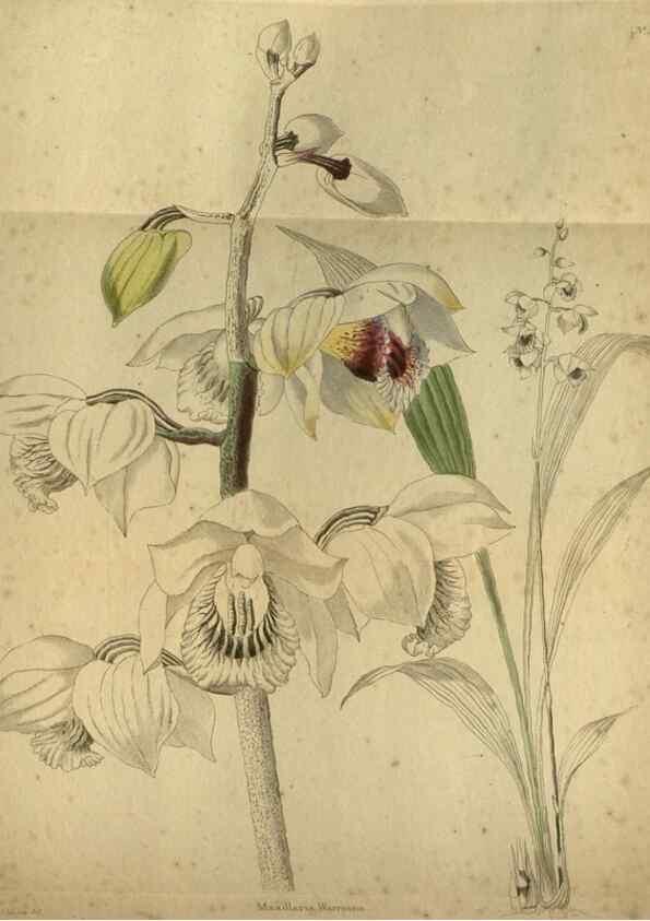 Reproducción/Reproduction 48787150968: The botanical cabinet. London :John & Arthur Arch ...,1817-1833.. 