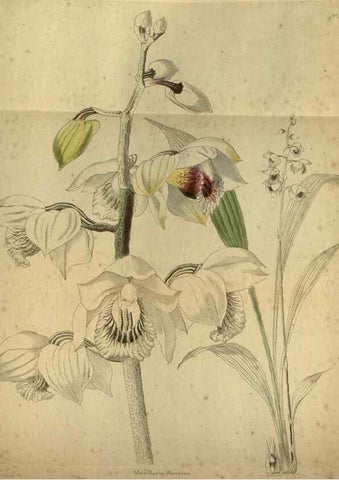 Reproducción/Reproduction 48787150968: The botanical cabinet. London :John & Arthur Arch ...,1817-1833.. 