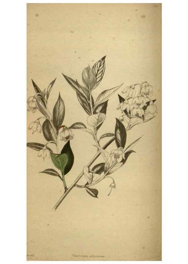 Reproducción/Reproduction 48787664707: The botanical cabinet. London :John & Arthur Arch ...,1817-1833.. 