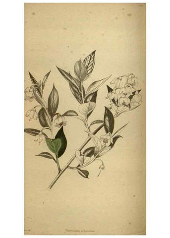 Reproducción/Reproduction 48787664707: The botanical cabinet. London :John & Arthur Arch ...,1817-1833.. 
