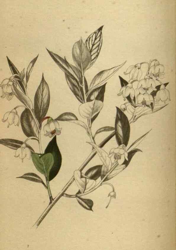 Reproducción/Reproduction 48787664707: The botanical cabinet. London :John & Arthur Arch ...,1817-1833.. 