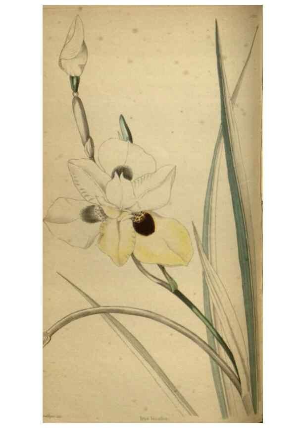 Reproducción/Reproduction 48787664827: The botanical cabinet. London :John & Arthur Arch ...,1817-1833.. 