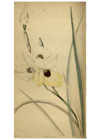 Reproducción/Reproduction 48787664827: The botanical cabinet. London :John & Arthur Arch ...,1817-1833.. 