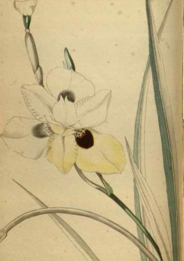 Reproducción/Reproduction 48787664827: The botanical cabinet. London :John & Arthur Arch ...,1817-1833.. 