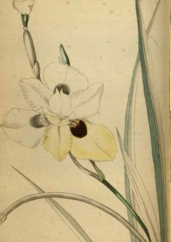 Reproducción/Reproduction 48787664827: The botanical cabinet. London :John & Arthur Arch ...,1817-1833.. 