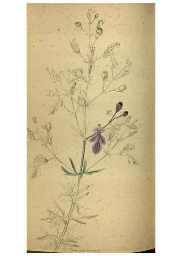 Reproducción/Reproduction 48787661132: The botanical cabinet. London :John & Arthur Arch ...,1817-1833.. 