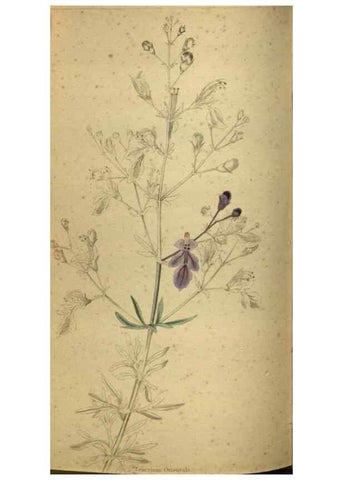 Reproducción/Reproduction 48787661132: The botanical cabinet. London :John & Arthur Arch ...,1817-1833.. 
