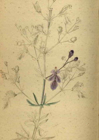 Reproducción/Reproduction 48787661132: The botanical cabinet. London :John & Arthur Arch ...,1817-1833.. 