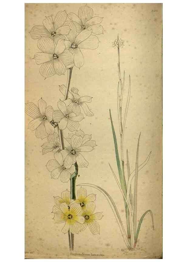 Reproducción/Reproduction 48787507226: The botanical cabinet. London :John & Arthur Arch ...,1817-1833.. 