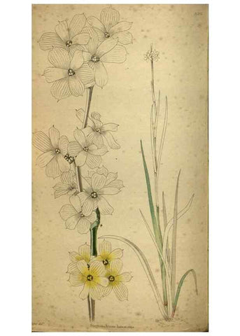 Reproducción/Reproduction 48787507226: The botanical cabinet. London :John & Arthur Arch ...,1817-1833.. 