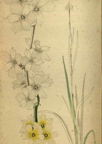 Reproducción/Reproduction 48787507226: The botanical cabinet. London :John & Arthur Arch ...,1817-1833.. 
