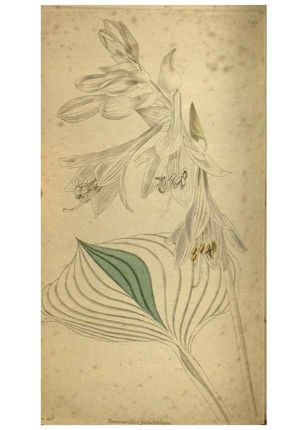 Reproducción/Reproduction 48787507026: The botanical cabinet. London :John & Arthur Arch ...,1817-1833.. 
