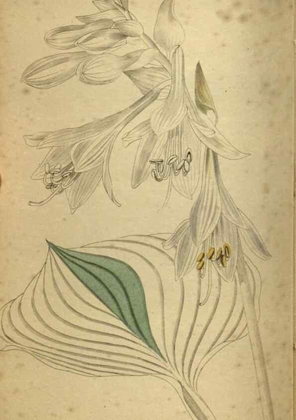 Reproducción/Reproduction 48787507026: The botanical cabinet. London :John & Arthur Arch ...,1817-1833.. 