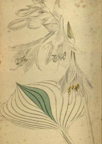 Reproducción/Reproduction 48787507026: The botanical cabinet. London :John & Arthur Arch ...,1817-1833.. 