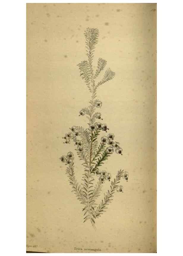 Reproducción/Reproduction 48787660552: The botanical cabinet. London :John & Arthur Arch ...,1817-1833.. 