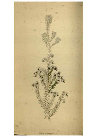Reproducción/Reproduction 48787660552: The botanical cabinet. London :John & Arthur Arch ...,1817-1833.. 