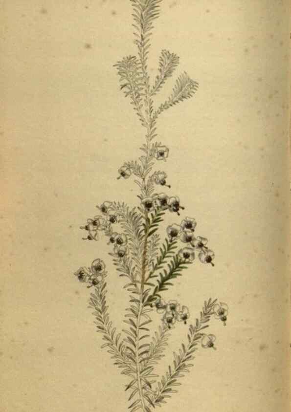 Reproducción/Reproduction 48787660552: The botanical cabinet. London :John & Arthur Arch ...,1817-1833.. 