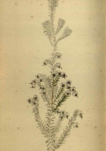 Reproducción/Reproduction 48787660552: The botanical cabinet. London :John & Arthur Arch ...,1817-1833.. 