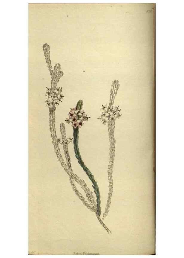Reproducción/Reproduction 48787657492: The botanical cabinet. London :John & Arthur Arch ...,1817-1833.. 