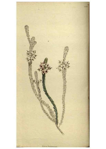 Reproducción/Reproduction 48787657492: The botanical cabinet. London :John & Arthur Arch ...,1817-1833.. 